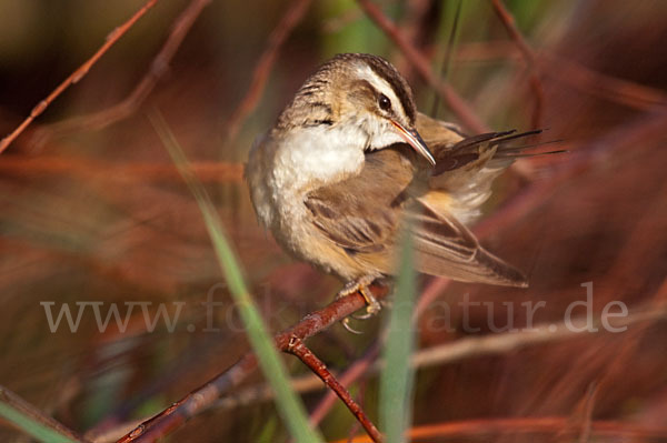 Schilfrohrsänger (Acrocephalus schoenobaenus)