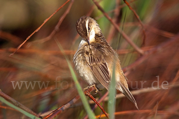 Schilfrohrsänger (Acrocephalus schoenobaenus)