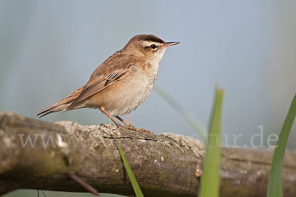 Schilfrohrsänger (Acrocephalus schoenobaenus)