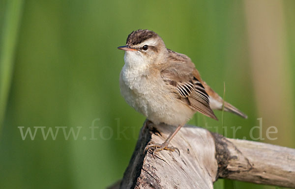 Schilfrohrsänger (Acrocephalus schoenobaenus)