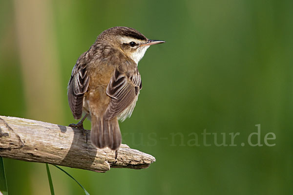 Schilfrohrsänger (Acrocephalus schoenobaenus)