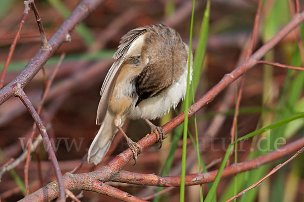 Schilfrohrsänger (Acrocephalus schoenobaenus)