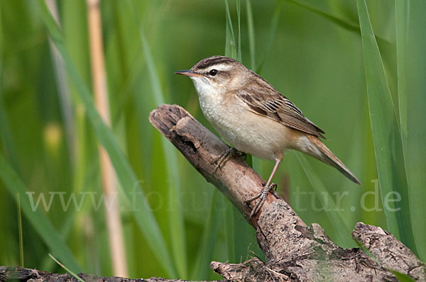 Schilfrohrsänger (Acrocephalus schoenobaenus)