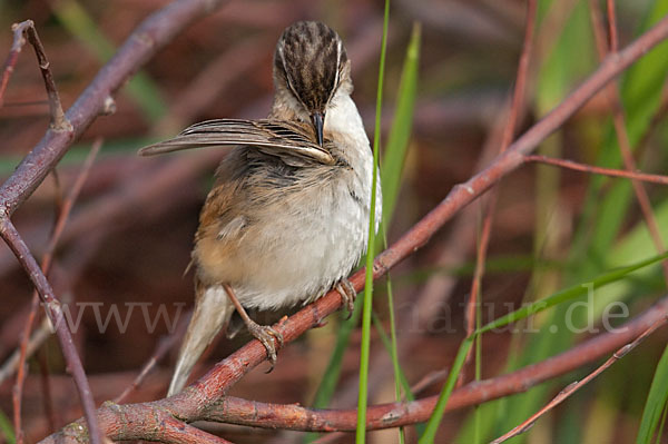 Schilfrohrsänger (Acrocephalus schoenobaenus)