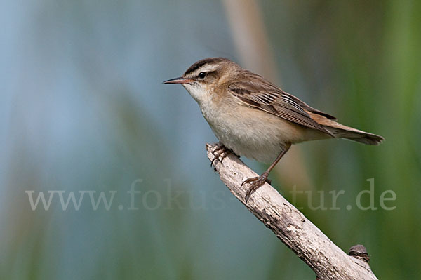 Schilfrohrsänger (Acrocephalus schoenobaenus)