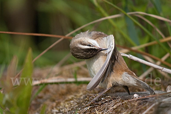 Schilfrohrsänger (Acrocephalus schoenobaenus)