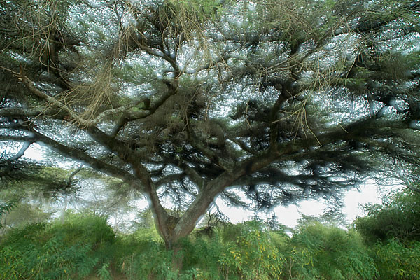 Schirmakazie (Acacia tortilis ssp. raddiana)