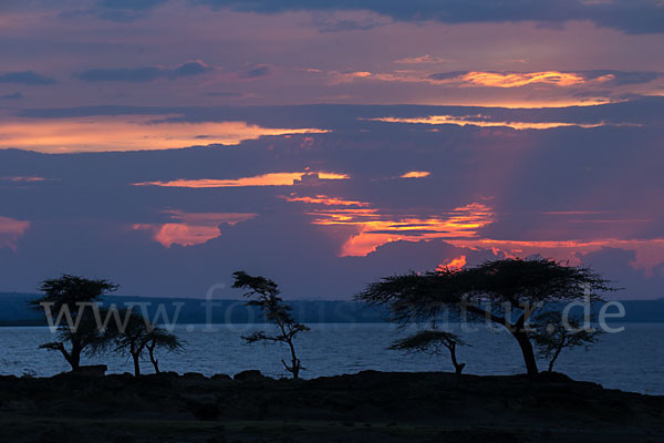 Schirmakazie (Acacia tortilis ssp. raddiana)