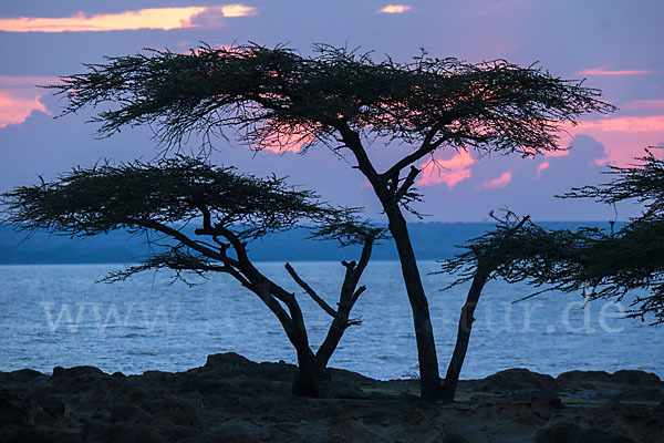 Schirmakazie (Acacia tortilis ssp. raddiana)