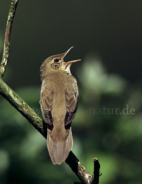 Schlagschwirl (Locustella fluviatilis)