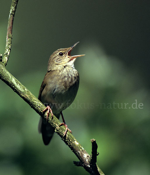 Schlagschwirl (Locustella fluviatilis)