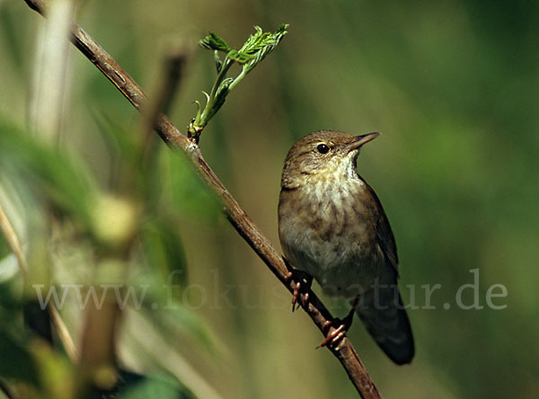 Schlagschwirl (Locustella fluviatilis)