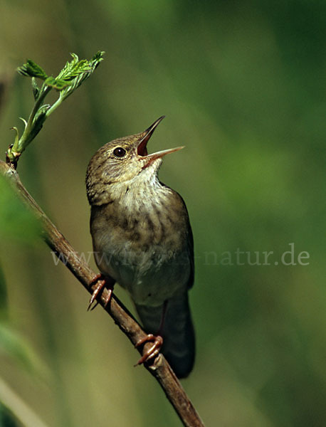 Schlagschwirl (Locustella fluviatilis)