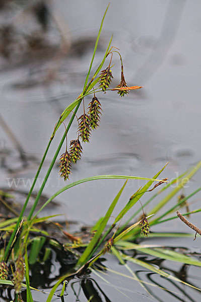 Schlamm-Segge (Carex limosa)