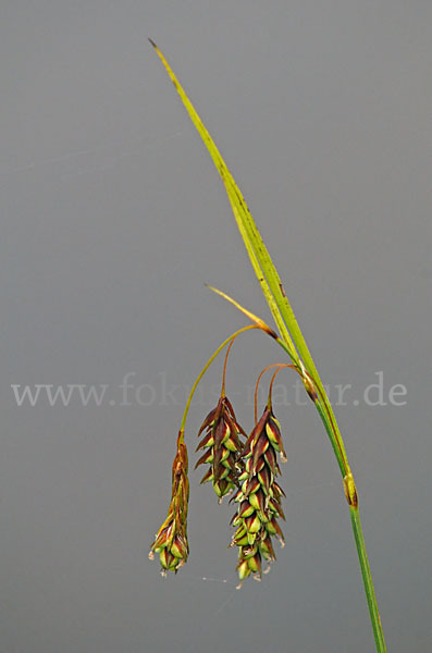 Schlamm-Segge (Carex limosa)