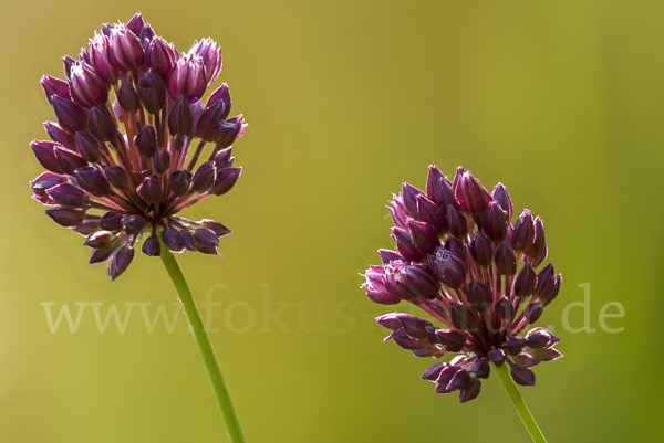 Schlangen-Lauch (Allium scorodoprasum)