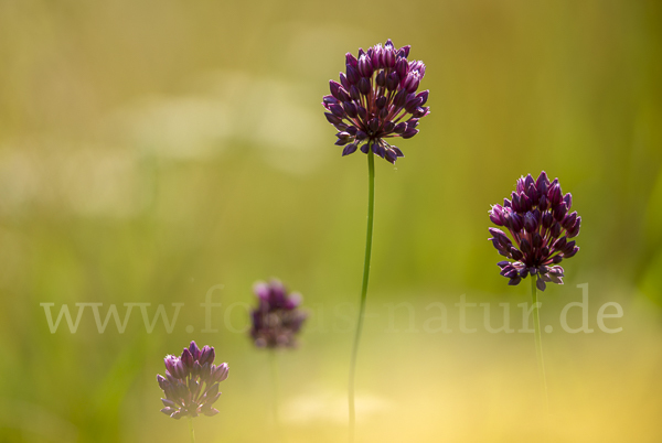 Schlangen-Lauch (Allium scorodoprasum)