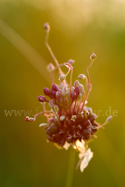 Schlangen-Lauch (Allium scorodoprasum)
