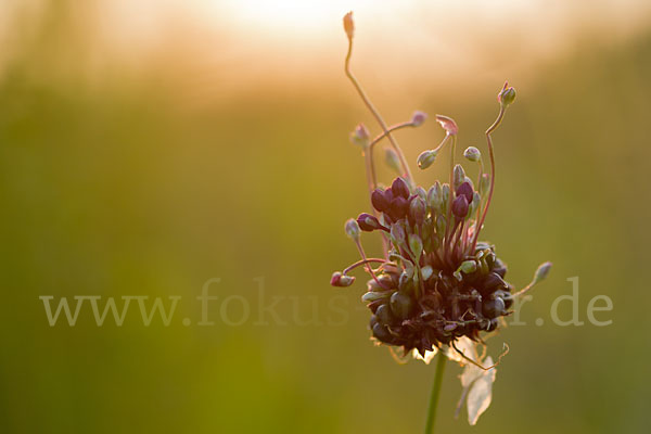 Schlangen-Lauch (Allium scorodoprasum)