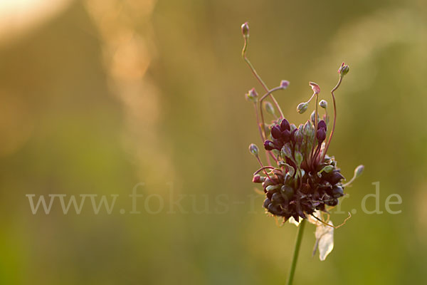 Schlangen-Lauch (Allium scorodoprasum)