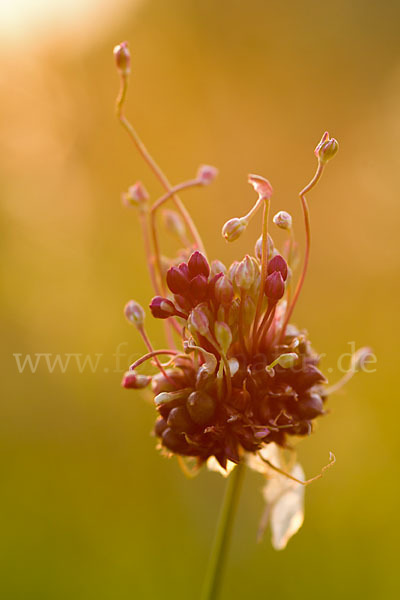 Schlangen-Lauch (Allium scorodoprasum)