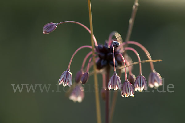 Schlangen-Lauch (Allium scorodoprasum)