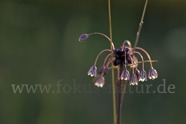 Schlangen-Lauch (Allium scorodoprasum)