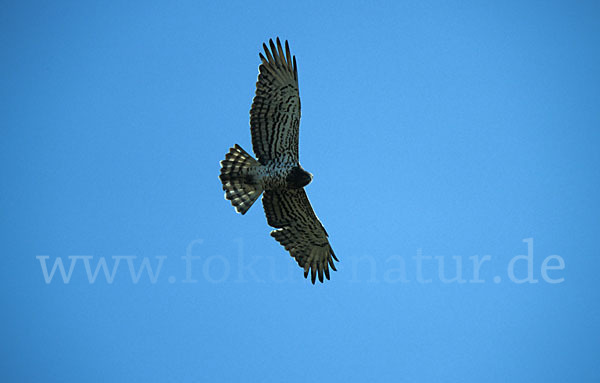 Schlangenadler (Circaetus gallicus)