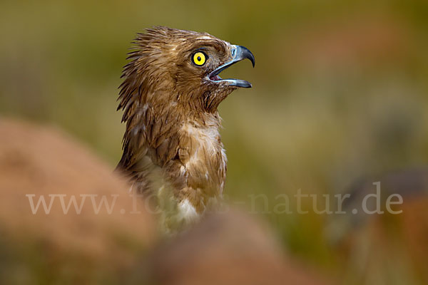 Schlangenadler (Circaetus gallicus)