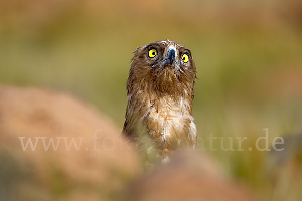 Schlangenadler (Circaetus gallicus)