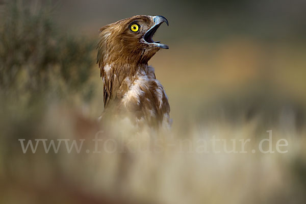 Schlangenadler (Circaetus gallicus)