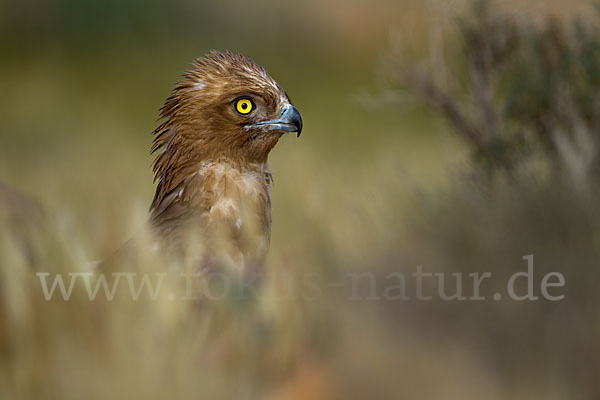 Schlangenadler (Circaetus gallicus)