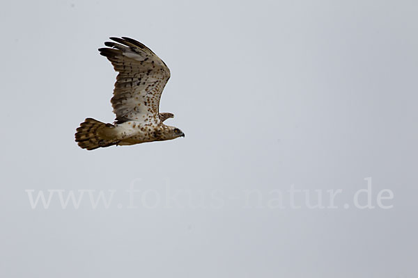 Schlangenadler (Circaetus gallicus)