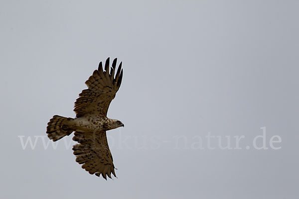 Schlangenadler (Circaetus gallicus)