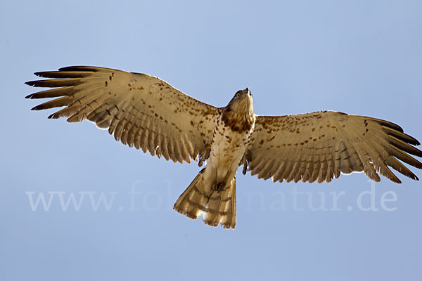 Schlangenadler (Circaetus gallicus)