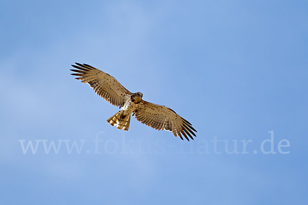 Schlangenadler (Circaetus gallicus)