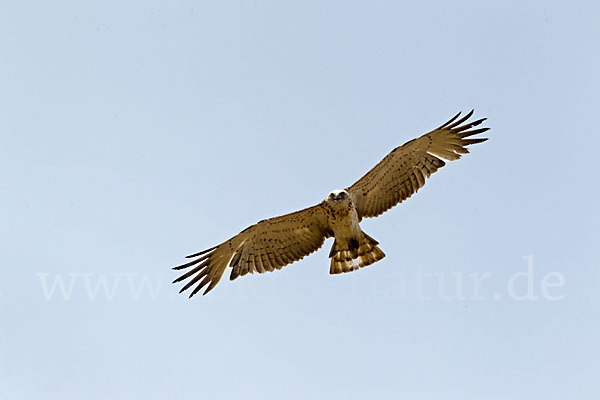 Schlangenadler (Circaetus gallicus)