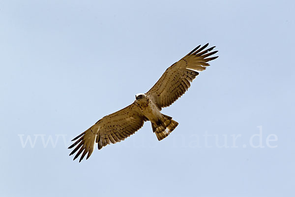 Schlangenadler (Circaetus gallicus)