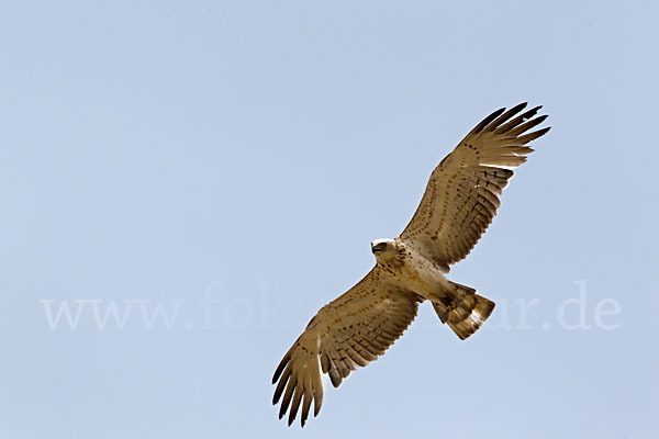 Schlangenadler (Circaetus gallicus)