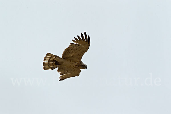 Schlangenadler (Circaetus gallicus)