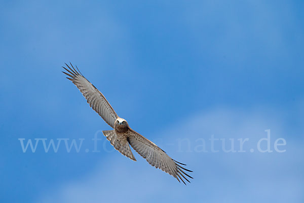 Schlangenadler (Circaetus gallicus)