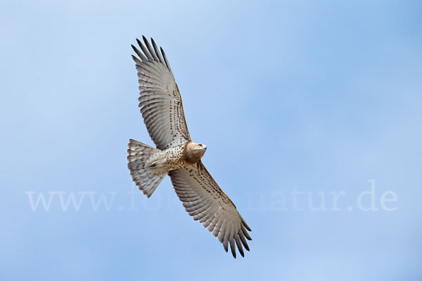 Schlangenadler (Circaetus gallicus)