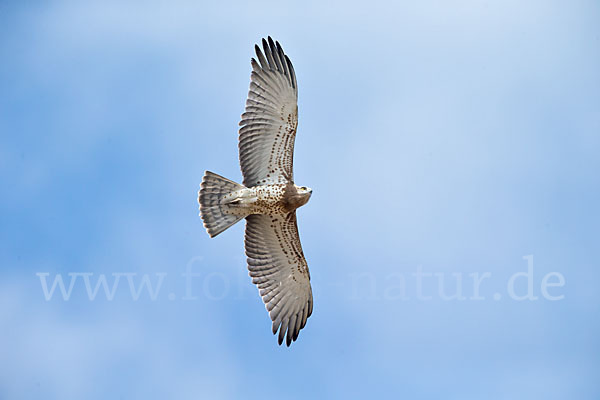 Schlangenadler (Circaetus gallicus)