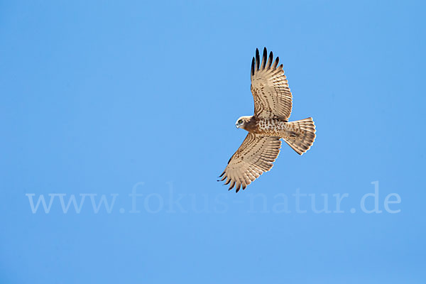 Schlangenadler (Circaetus gallicus)