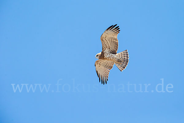 Schlangenadler (Circaetus gallicus)