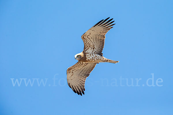 Schlangenadler (Circaetus gallicus)