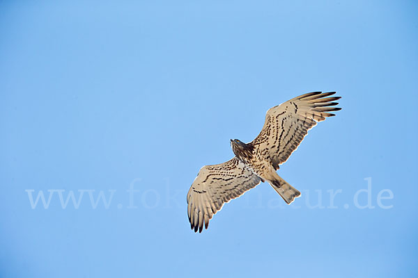 Schlangenadler (Circaetus gallicus)