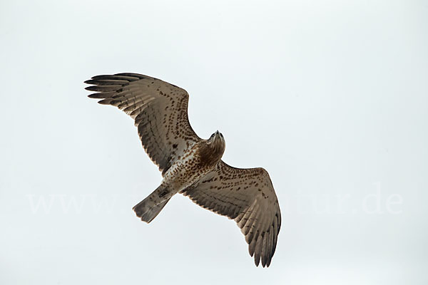 Schlangenadler (Circaetus gallicus)