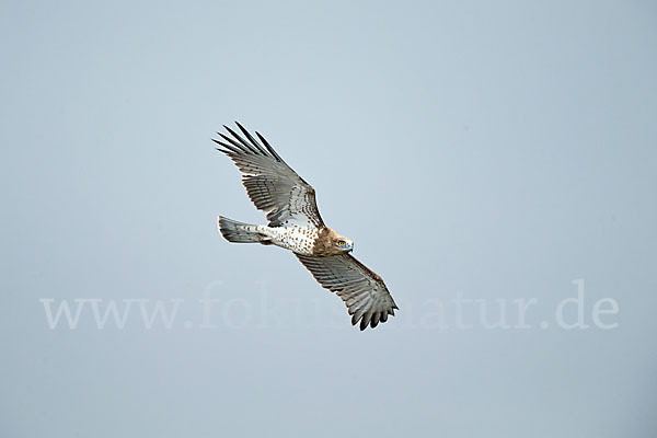 Schlangenadler (Circaetus gallicus)