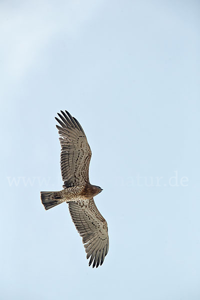 Schlangenadler (Circaetus gallicus)